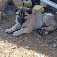 توله سرابی|سگ|شیراز, گویم|دیوار