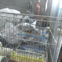 با سلام دو عدد سهره قناری بفرس میرسد