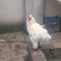 خروس بزرگ|حیوانات مزرعه|رشت, عینک|دیوار