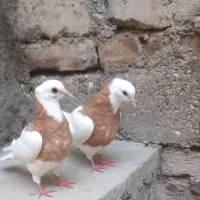 طوقی زرد