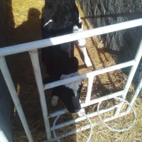 گوساله ماده شیری