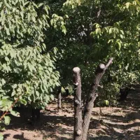 باغ روستای قلعه اقا بخش لنجان|فروش دفتر صنعتی، کشاورزی، تجاری|باغ بهادران, |دیوار