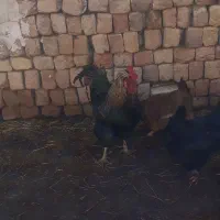خروس|پرنده|ساوه, |دیوار