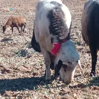 قوچ پلنگی|حیوانات مزرعه|زنده رود, |دیوار