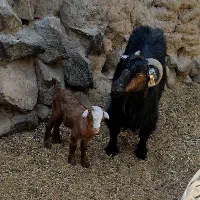 بز و بزغاله