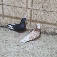 کبوتر،تیر سفید ،کل سفید