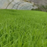 نشا علی کاظمی درجه یک (فومن)