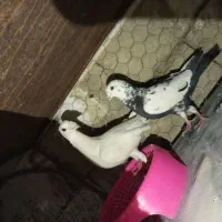 دورگ|پرنده|پلدختر, |دیوار