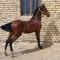 فروش دو راس کره نریون و مادیون|اسب و تجهیزات اسبسواری|بن, |دیوار