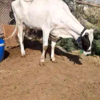 حمیدیه|حیوانات مزرعه|حمیدیه, |دیوار