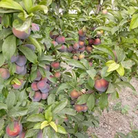 باغچه باغ ج کلانتری پایین تر از سعیدلو بر اسفالت|فروش زمین و ملک کلنگی|ارومیه, |دیوار