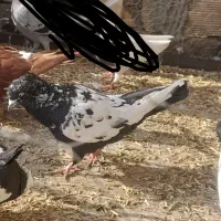 سینه سیاه نر|پرنده|جوین, |دیوار