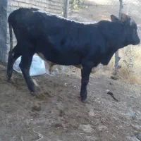 گوساله‌ نر