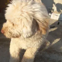 برفی شیتزو|سگ|گرگان, |دیوار