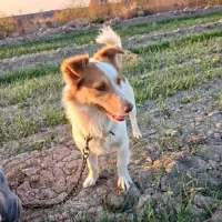 گم شده محوطه ملکشهر