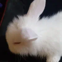 بچه خرگوش لوپ البینو|موش و خرگوش|تهران, جمالزاده|دیوار