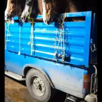 فروش و خرید اسب باری