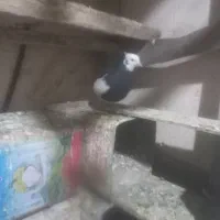 طوقی|پرنده|اسفرورین, |دیوار