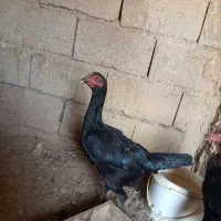 مرغ لاری