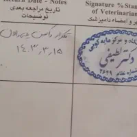سگ نژاد ژرمن|سگ|قزوین, |دیوار