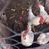 خروس سه عدد سالم و