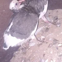 کبوتر جوجه شازده