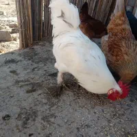 خروس پاپری|حیوانات مزرعه|رشت, بازار|دیوار