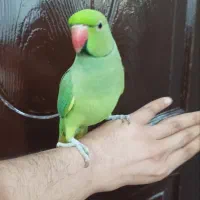 ملنگو نر سخنگو اهلی و دستی و رام|پرنده|کنارک, |دیوار