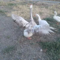 قو غاز با جوجه