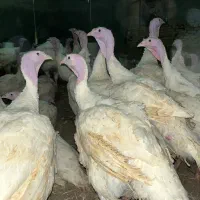 بوقلمون بیوتی خراسان شمالی