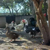 مرع وخروس بالغ ونیمچه|حیوانات مزرعه|رودسر, |دیوار