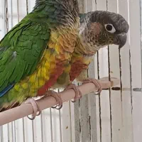 تعدادی گرینچیک نر بالغ