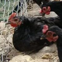 دوعدد جوجه خروس محلی