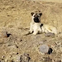 طوله سگ سرابی