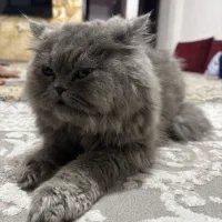 گربه نر پرشین