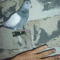 سینه سبز وآبی وپلاکی وسرور سیاه