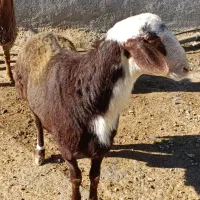 بره قوچ مقان و افشاری|حیوانات مزرعه|کرمانشاه, |دیوار