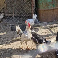 مرغ و خروس گلین|حیوانات مزرعه|سرپل ذهاب, |دیوار