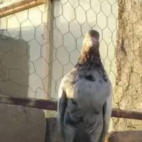 کبوتر سینه سرور