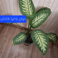 تنوع گلهای جذاب وخوش انرژی|گل و گیاه طبیعی|لوندویل, |دیوار