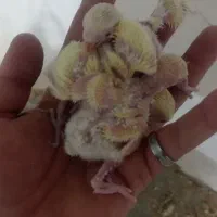 جوجه کتوله|پرنده|بردسکن, |دیوار