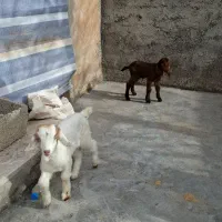 دو عدد بزغاله