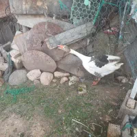 غاز یک ساله