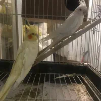جفت عروس هلندی دستی