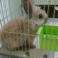 خرگوش لوپی خشکله .|موش و خرگوش|سنندج, |دیوار