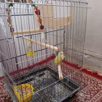 فروش جفت طوطی برزیلی|پرنده|فسا, |دیوار
