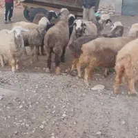 میش|حیوانات مزرعه|میمند, |دیوار