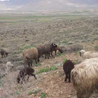 گوسفند قوچ روزگاری