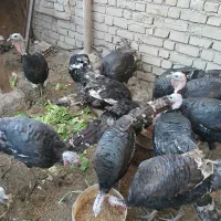 ۷‌عدد‌بوقلمون‌نر