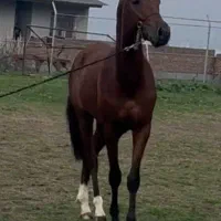 اسب ترکمنی|اسب و تجهیزات اسبسواری|گرگان, |دیوار